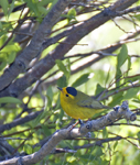 Wilsons Warbler 3270